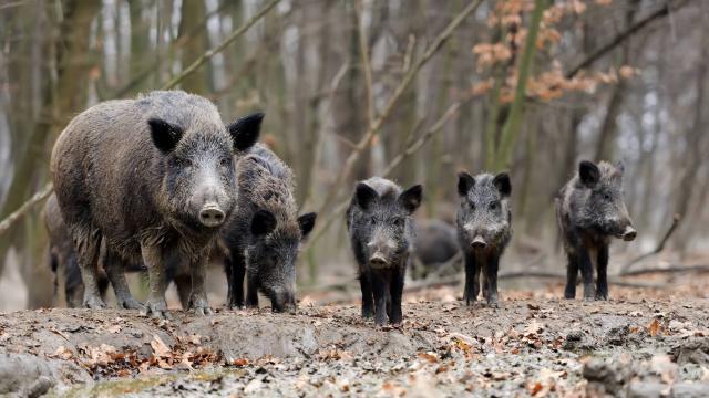 Bewildering Boar: Changing Cosmopolitics of the Hunt in Europe and Beyond
